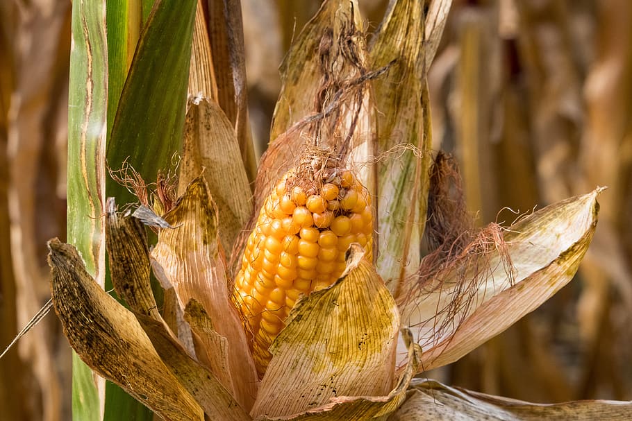 corn, corn on the cob, plant, crop, agriculture, field, cornfield HD wallpaper
