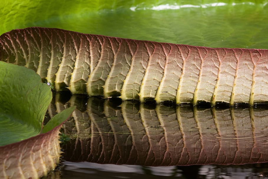 leave, leaf, water, lily, green, fresh, nature, pond, lake HD wallpaper