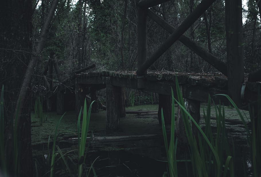 forest, nature, molise, green, trees, plant, land, tranquility HD wallpaper
