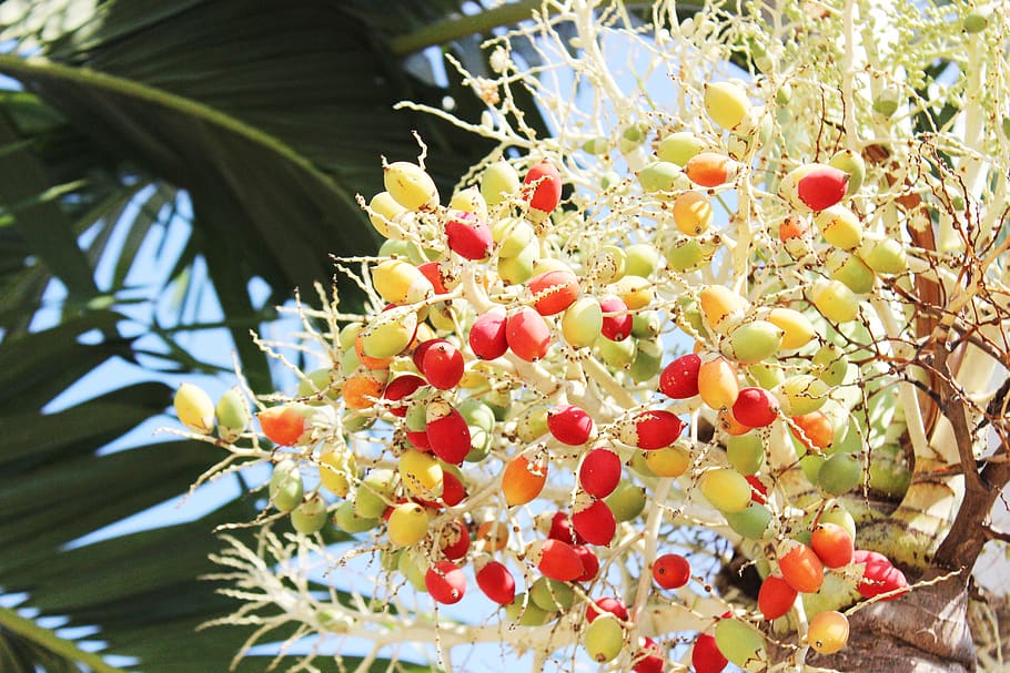 ball joint, palm, tree, fruit, garden, red, yellow, agriculture HD wallpaper