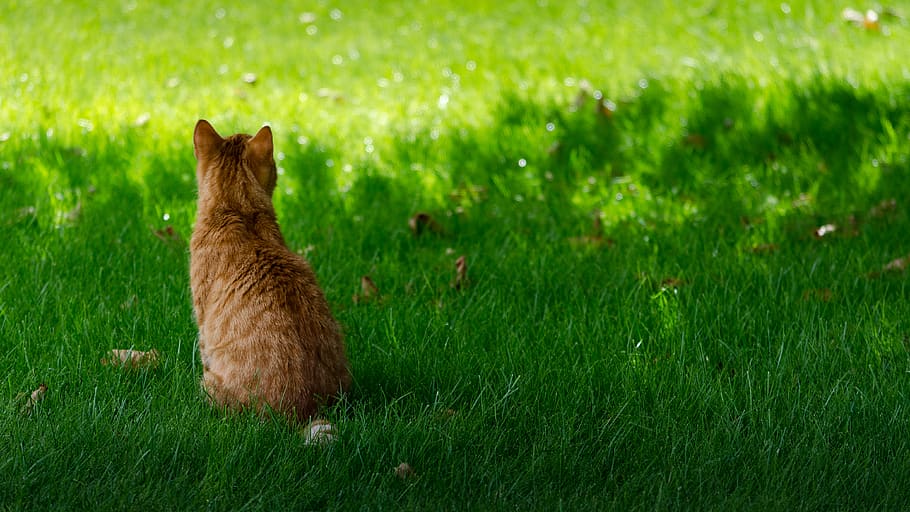 cat, grass, nature, animal, animals, summer, green, animal themes HD wallpaper