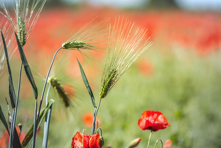 nature, flower, field, summer, plant, growth, poppy, meadow HD wallpaper