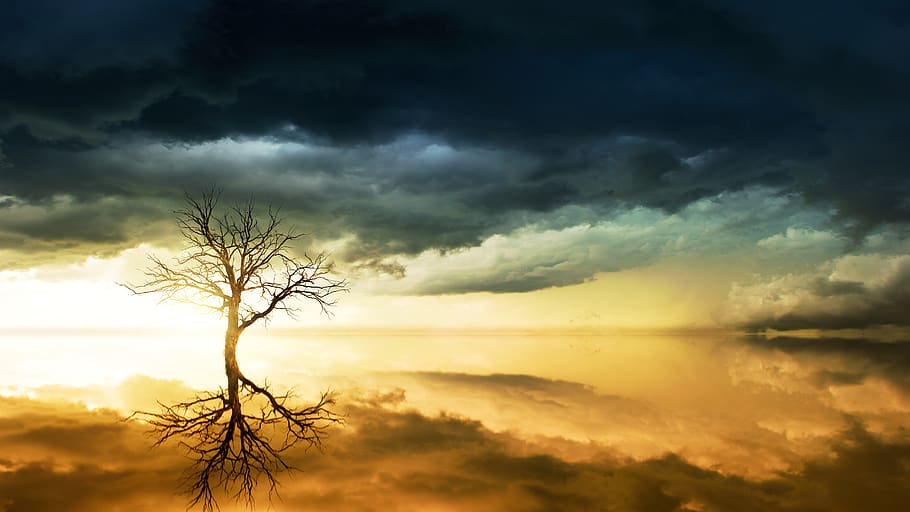 Photo of Bare Tree Under Cloudy Sky, backlit, clouds, dark clouds HD wallpaper