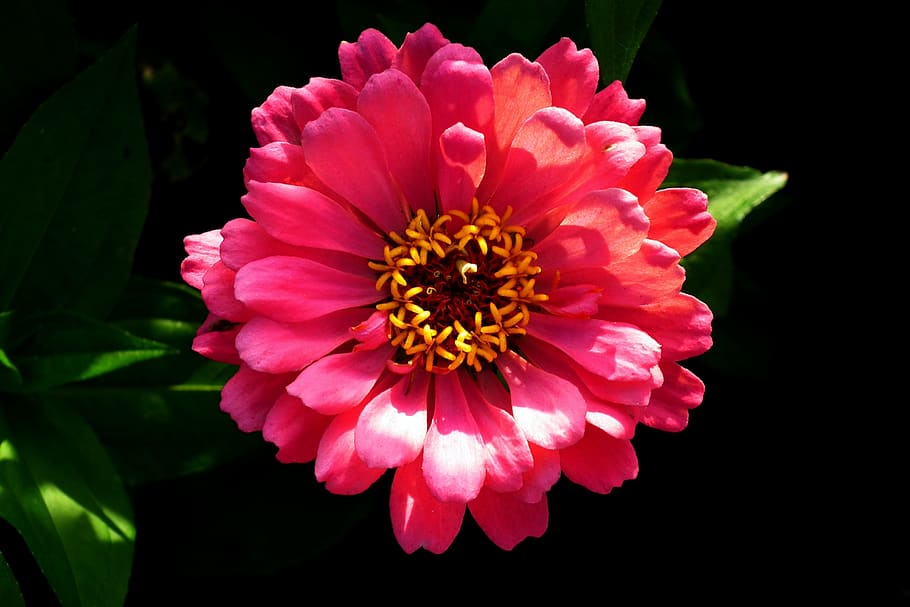 zinnia, flower, summer, macro, nature, blooming, garden, flowering plant HD wallpaper