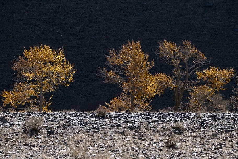 trees by the cliff with water, plant, conifer, larch, altantsugts HD wallpaper