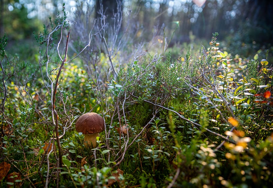 Brown Mushroom, environment, plant, toadstool, land, growth, nature HD wallpaper