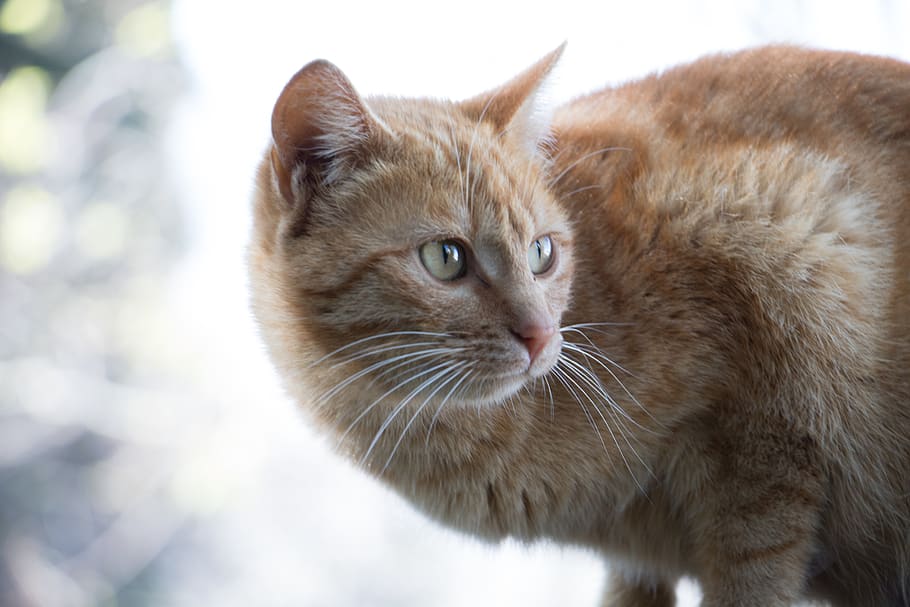 amber, spain, alhambra, granada, animal, cat, mammal, animal themes HD wallpaper