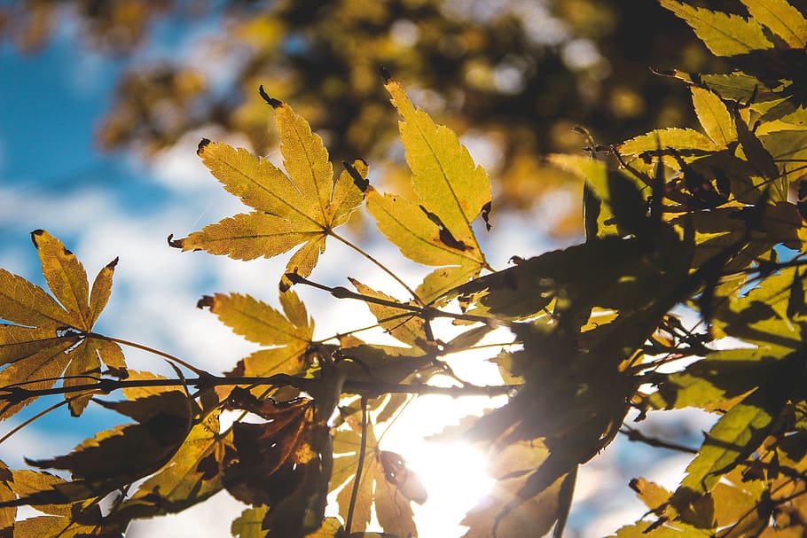 leaf, plant, veins, flare, light, tree, sunlight, nature, blue HD wallpaper