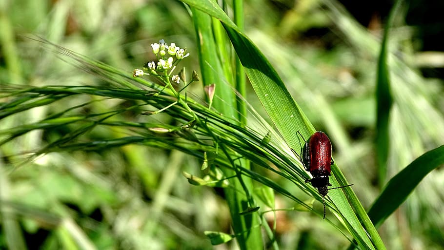 beetle, grass, meadow, nature, insect, summer, plant, green color HD wallpaper