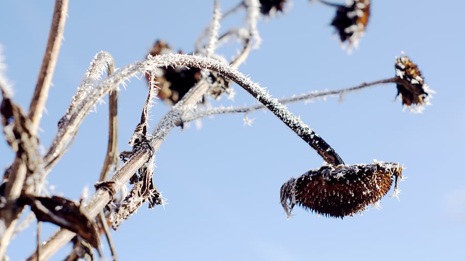 sunflower, winter, cold, hell, over, bird seed, death, sunshine HD wallpaper