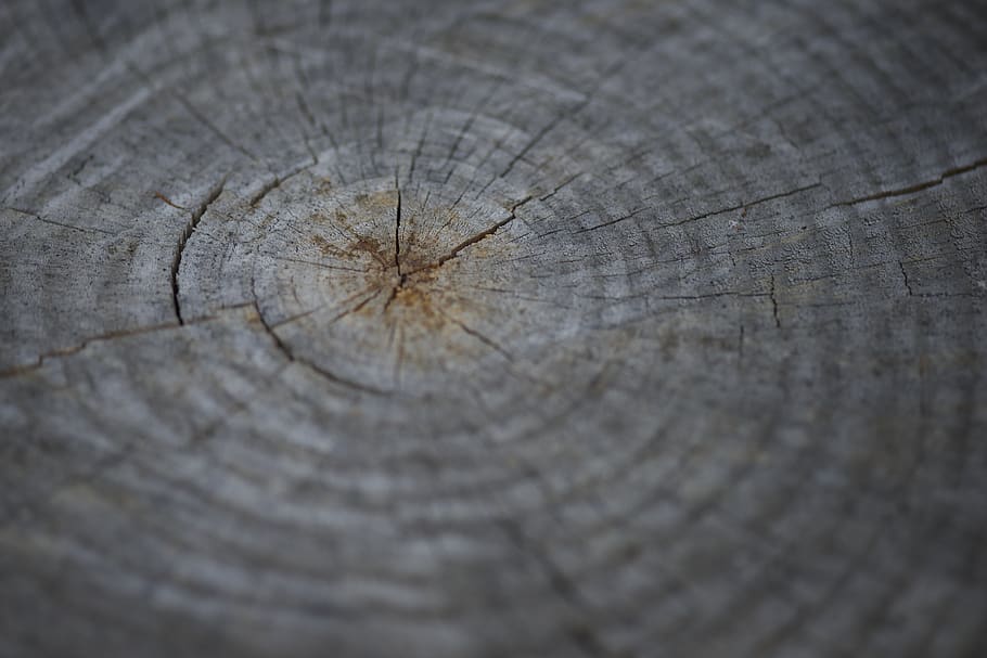 gray wood log, tree stump, bark, tree ring, wood - material, textured HD wallpaper