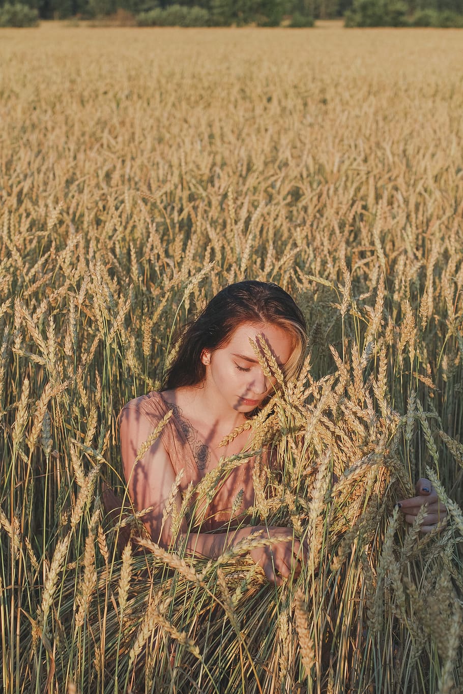 Golden Wheat 1080P, 2K, 4K, 5K HD wallpapers free download, sort by relevan...