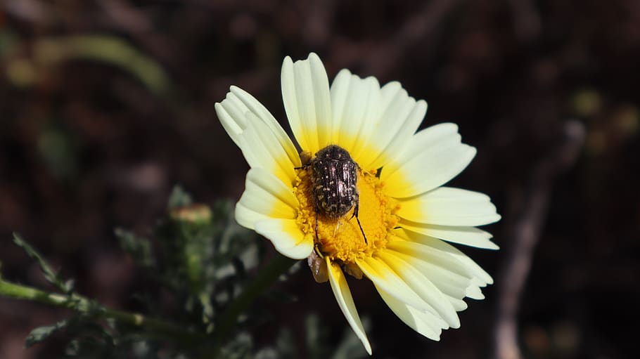 flower, insect, petals, nature, garden, flowers, yellow, colorful HD wallpaper