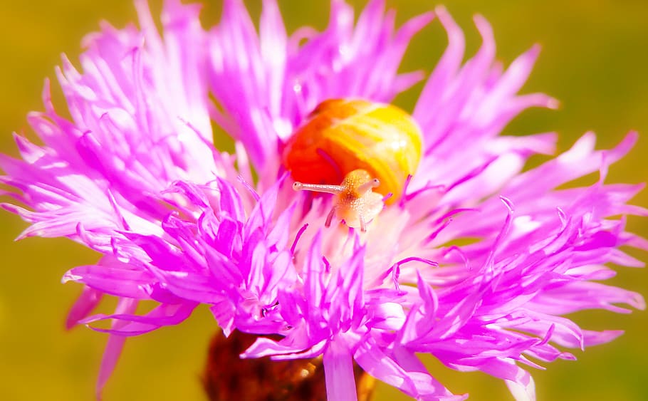 pink petaled flower, aster, plant, flora, blossom, asteraceae HD wallpaper