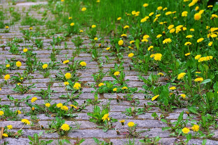 dandelion, patch, paving stones, grow, overgrown, flower, plant HD wallpaper