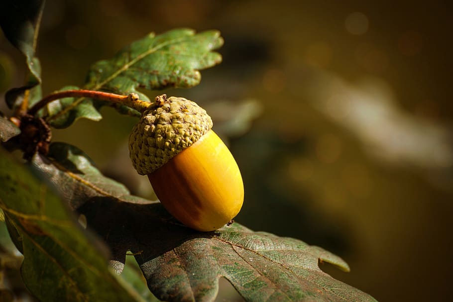 acorn, fruit, autumn, oak, oak fruit, tree fruit, oak leaves HD wallpaper