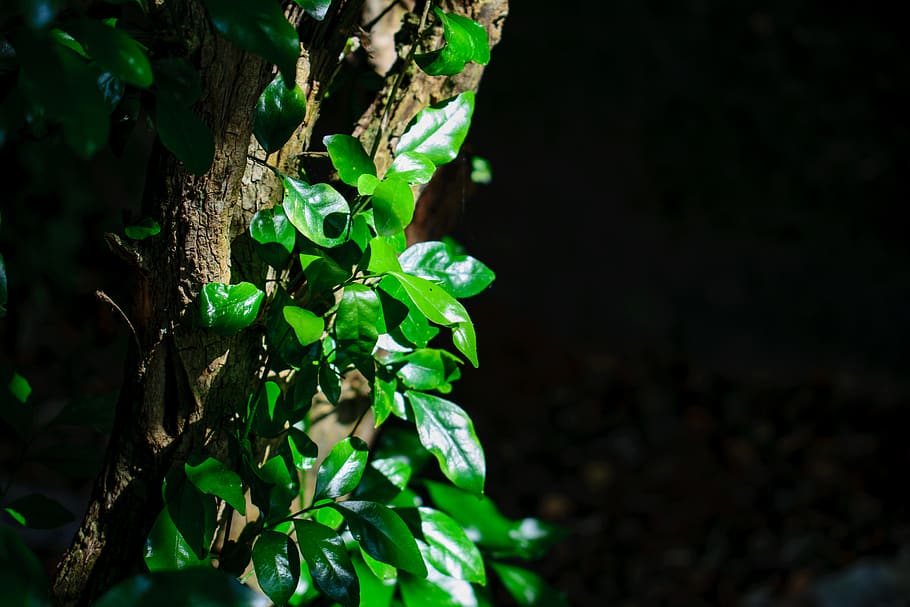 india, nandi hills, tree, hilltop, sunnyday, growth, plant HD wallpaper