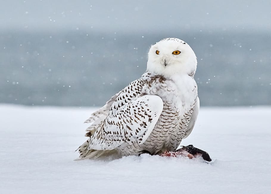 snow owl on snow covered field, winter, nature, bird, snowday