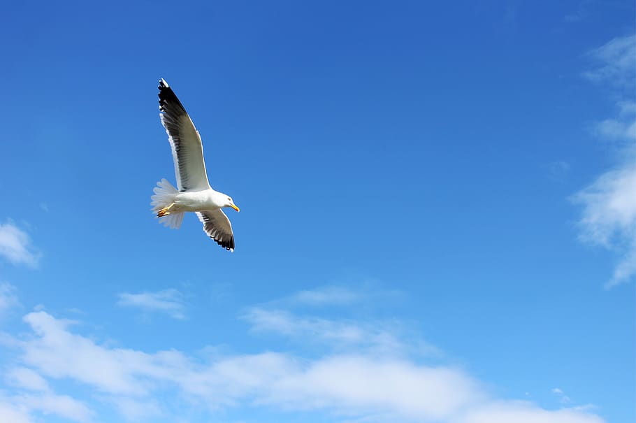 seagull, herring, bird, flying, flight, sky, clouds, blue, scenic HD wallpaper