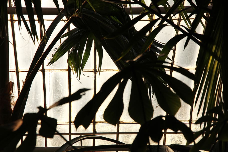green-leafed plant, light, bird, animal, greenhouse, sunlight HD wallpaper