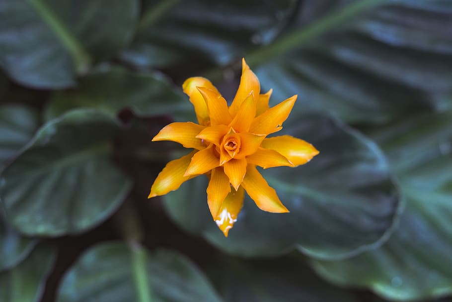 Orange Petaled Flower in Focus Photography, bloom, blooming, blossom HD wallpaper