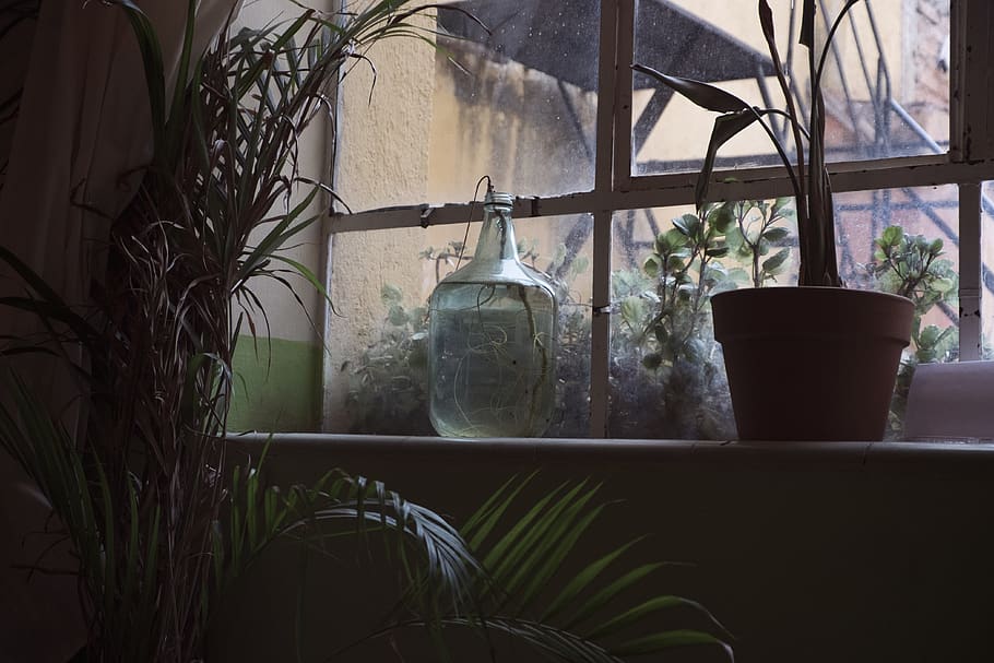 mexico, guanajuato, plants, window, closeup, no people, potted plant HD wallpaper
