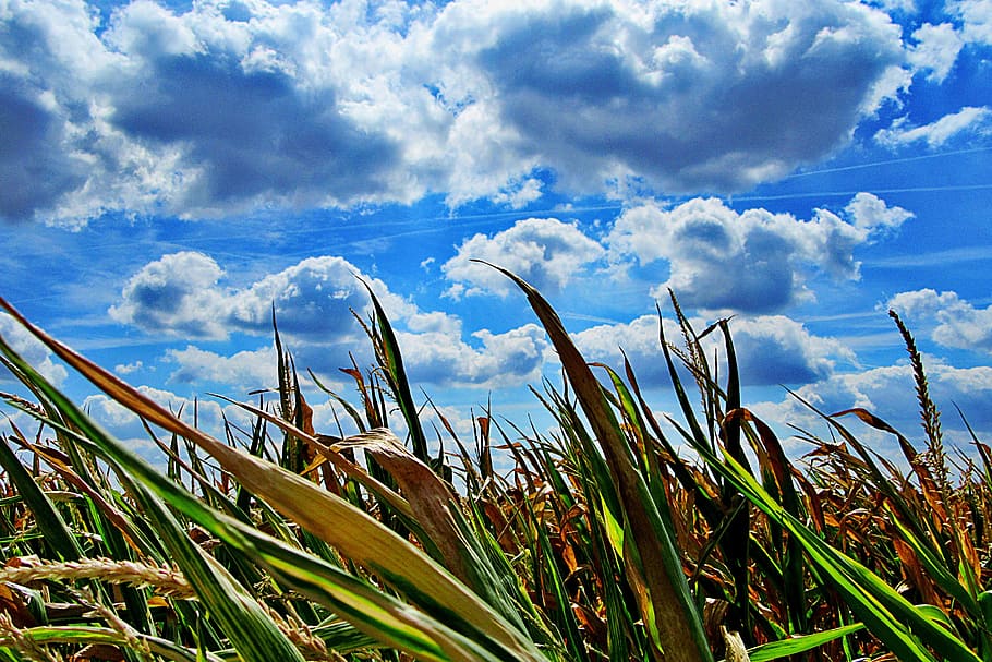 heat, dry, corn, cornfield, landscape, agriculture, countryside HD wallpaper