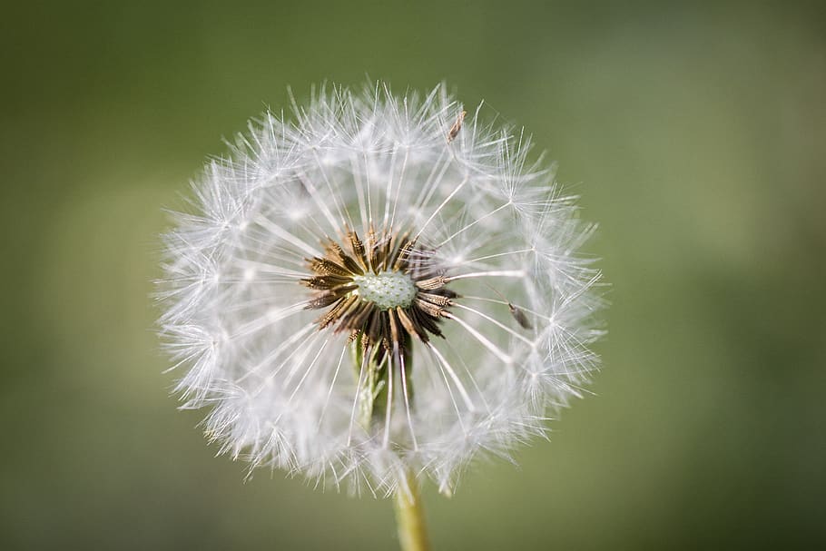 HD wallpaper: dandelion, seeds, common dandelion, close up, dandelion ...