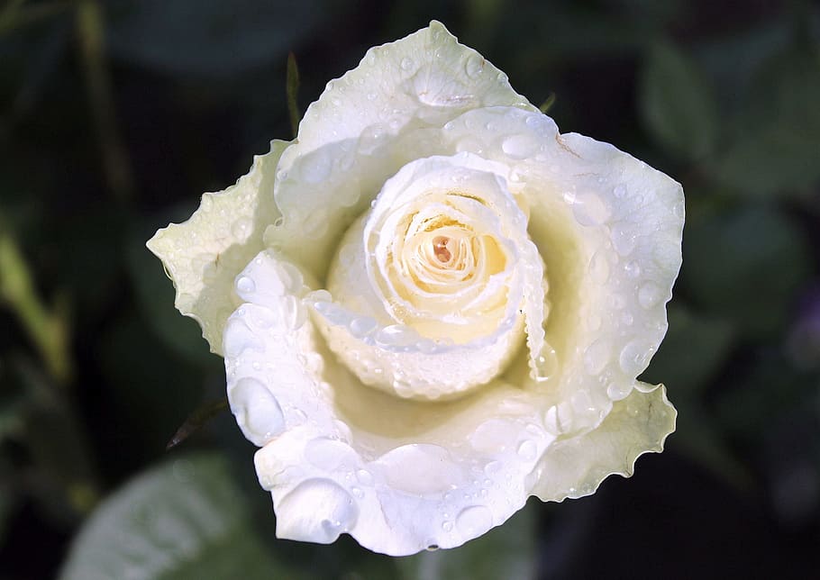 rose, fresh, flower, nature, fragrance, garden, blooming, macro HD wallpaper