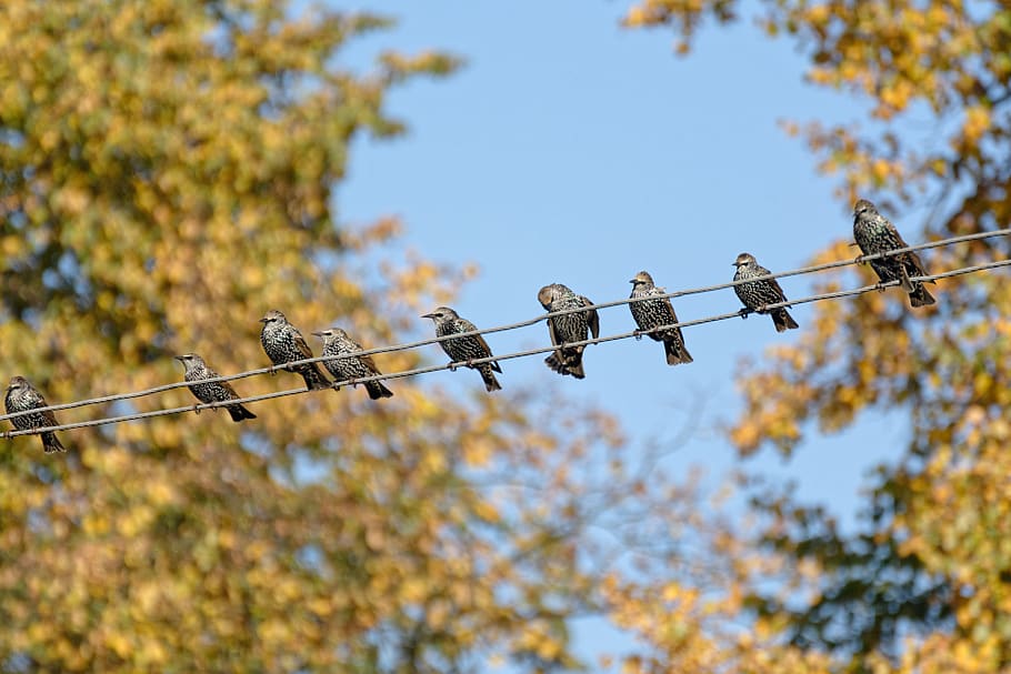 starling, starlings, birds, autumn, cables, tree, focus on foreground