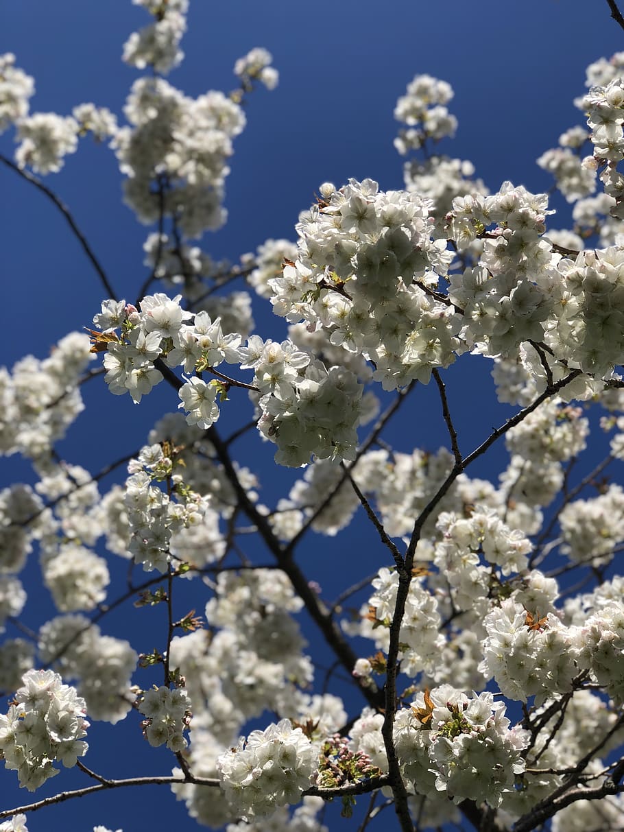 plant, flower, blossom, united kingdom, 10 church cres, greater london, HD wallpaper