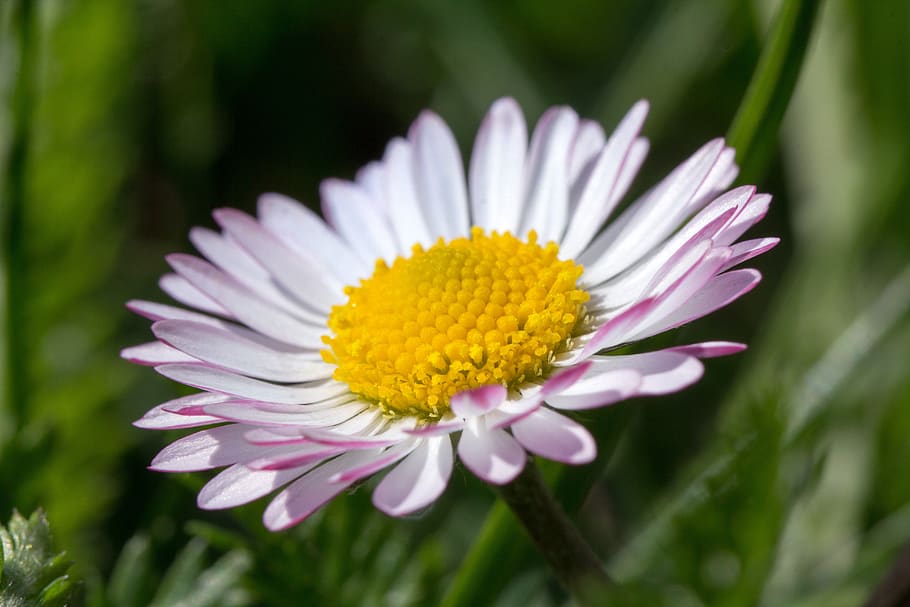 daisy, blossom, bloom, yellow, spring, white, pink, flowering plant HD wallpaper