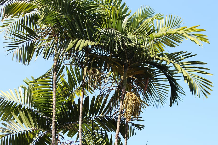 palm trees, sky, summer, journey, tropical, exotic, vacation HD wallpaper