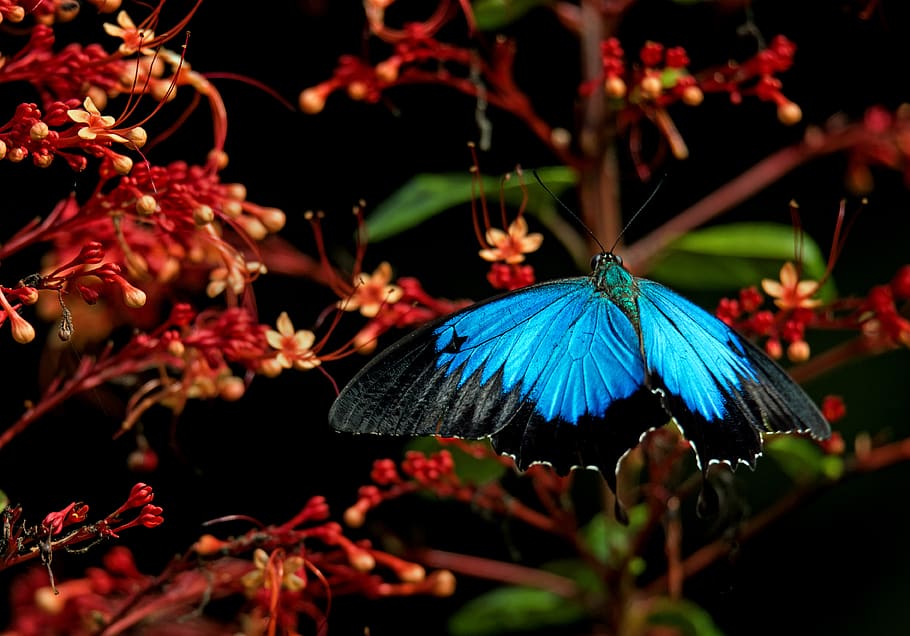 blue morpho butterfly during daytime, animal wildlife, animal themes HD wallpaper