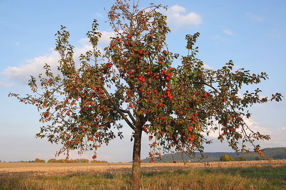 apple tree, autumn, fruit, nature, healthy, vitamins, red, pome fruit HD wallpaper