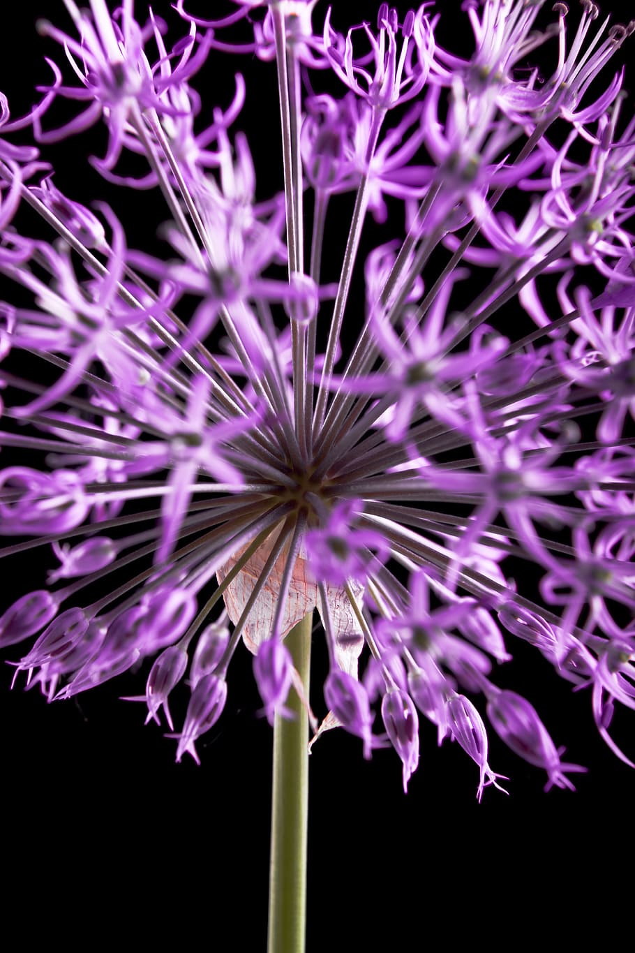 con2011, beautiful, flower, flowers, nature, petal, spring HD wallpaper