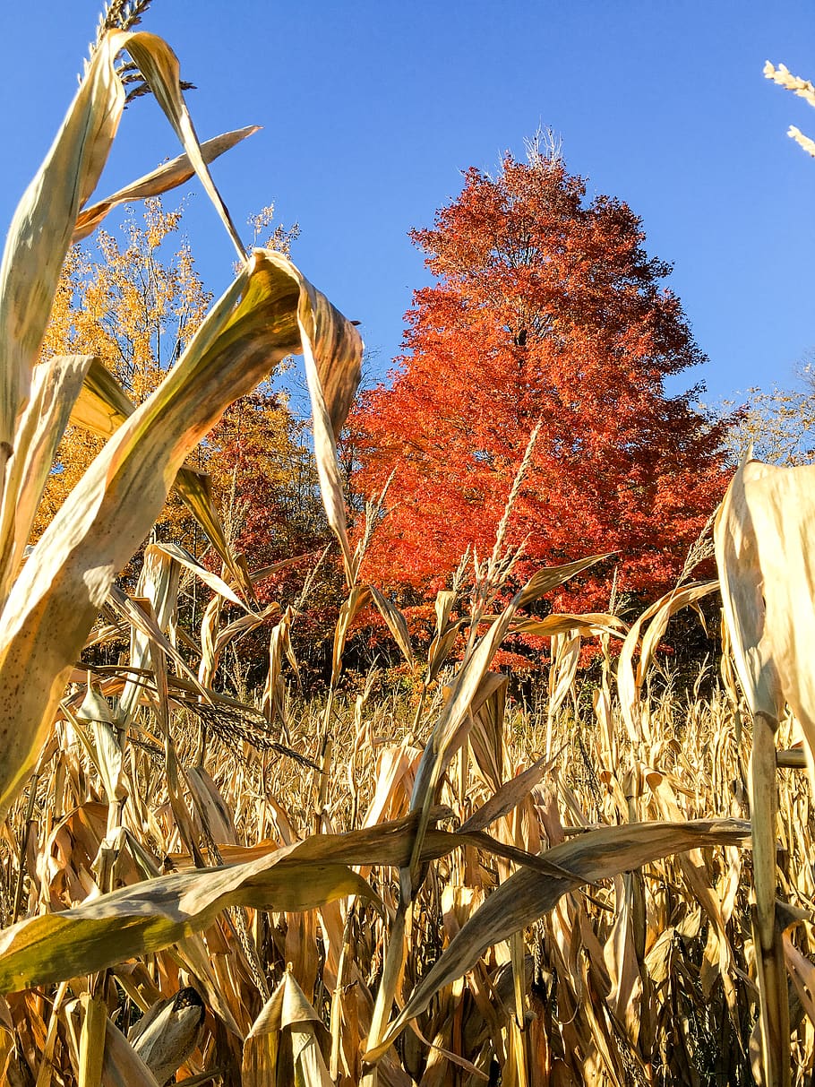 plant, autumn, nature, tree, sky, growth, day, sunlight, no people HD wallpaper