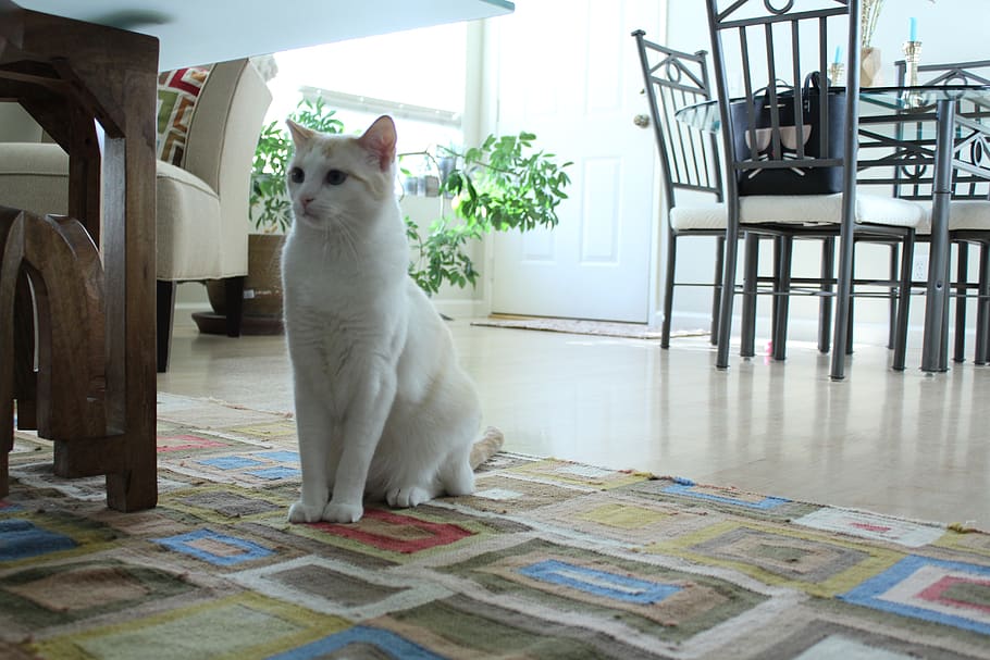 cat, plants, indoors, white, clean, furniture, space, spacious HD wallpaper