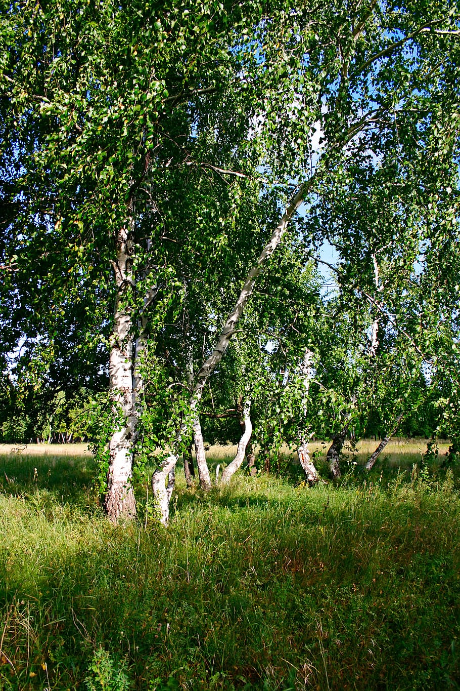 forest, green, landscape, nature, outdoor, summer, tall, tranquil HD wallpaper