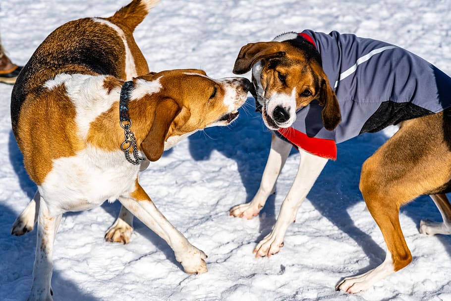 tri-color beagle beside dog wearing blue and black shirt standing on snow covered field
