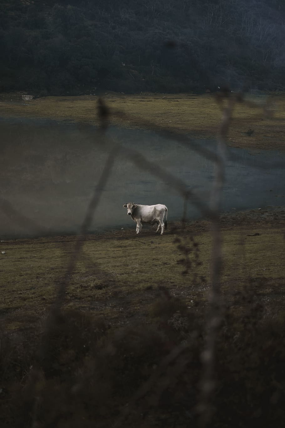 White Cow Near Shallow Water, animal, cattle, daylight, domestic HD wallpaper