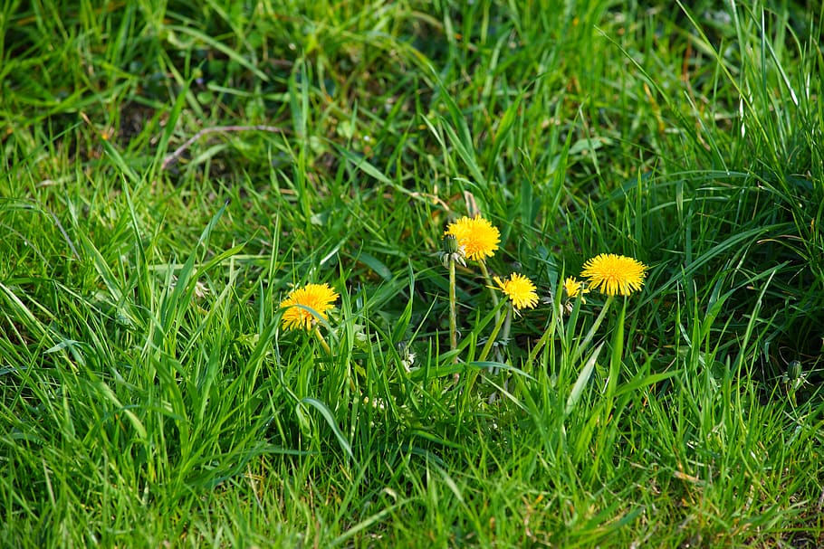 dandelion, meadow, plant, spring, summer, pointed flower, green HD wallpaper