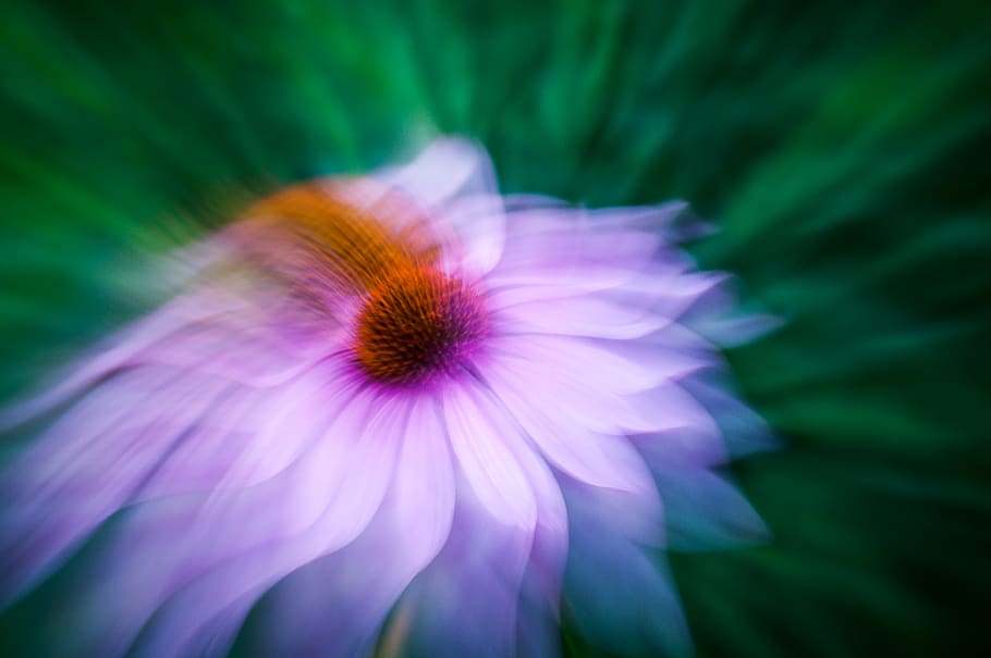 purple coneflower during daytime, plant, blossom, geranium, flora HD wallpaper