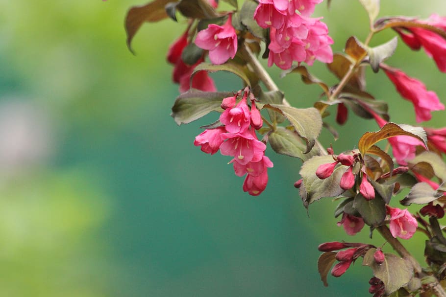 weigela, shrub, bloom, pink flowers, summer, green, green background, HD wallpaper