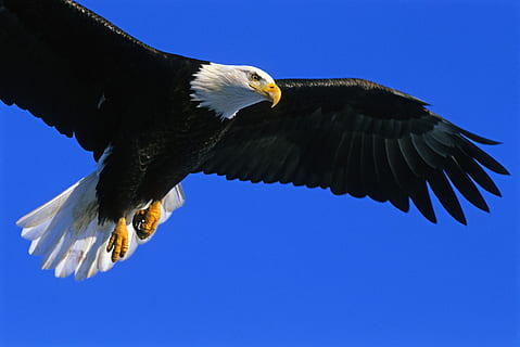 eagle, bald, soaring, bird, raptor, flight, flying, wild, wildlife HD wallpaper