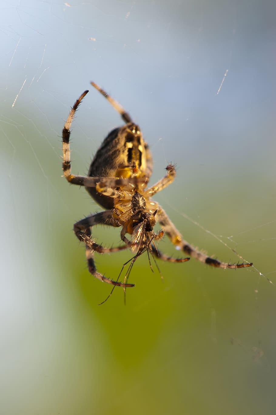spider, mosquito, insects, web, caught, eats, nature, close-up HD wallpaper