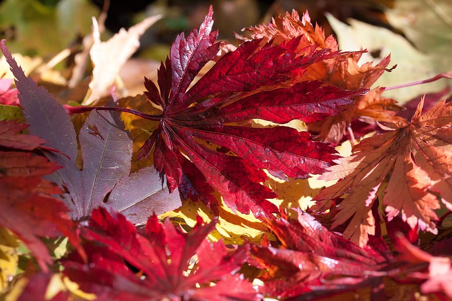Close-up Photography of Red Leaves, maple, season, tree, plant part HD wallpaper