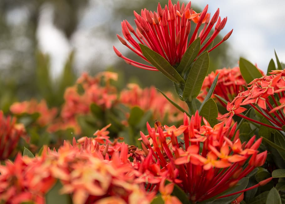 brazil, boa vista, flowering plant, growth, red, fragility HD wallpaper