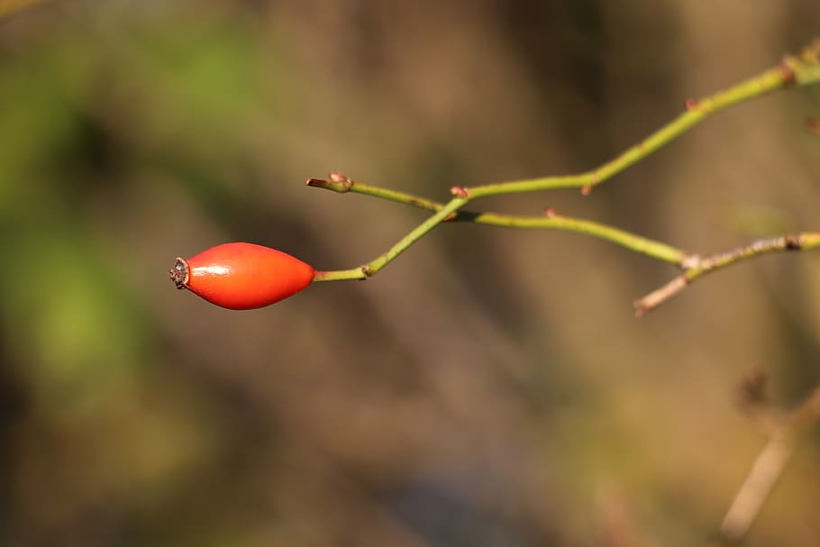 briar, red, wild, meadow, autumn, nature, outdoor, focus on foreground, HD wallpaper