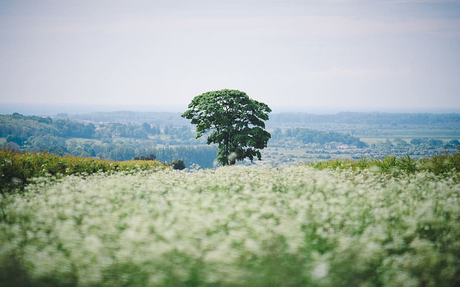 green tree, plant, environment, nature, field, land, landscape HD wallpaper